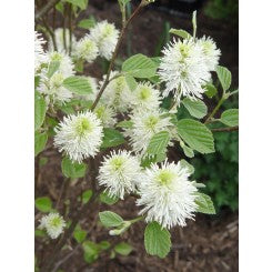 (1 Gallon) Gardenii Fothergilla, Dwarf, Native of Se Usa, Multi Season Plant, Honey Like Fragrance From Cream Flowers, Beautiful Fall Colors