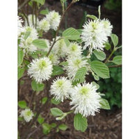 (1 Gallon) Gardenii Fothergilla, Dwarf, Native of Se Usa, Multi Season Plant, Honey Like Fragrance From Cream Flowers, Beautiful Fall Colors