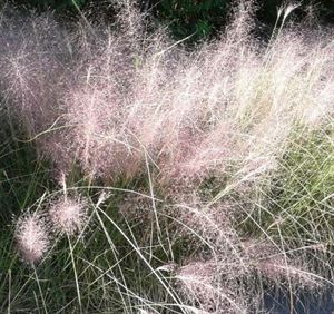 Muhlenbergia Capillaris Pink Muhly Grass
