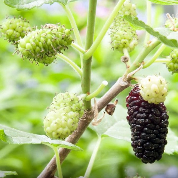 Issai Morus Alba Dwarf Mulberry- Rare, Fast Growing, Dwarf Mulberry Plant