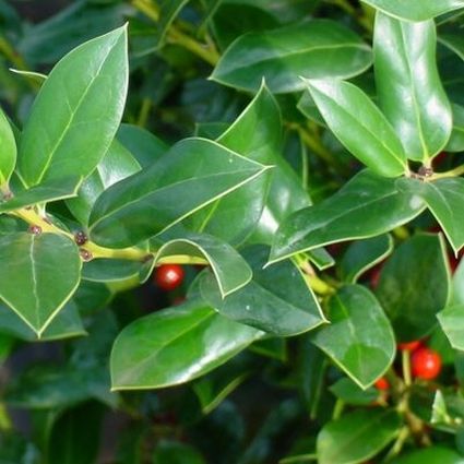 Needlepoint Holly - Handsome Glossy Evergreen Foliage