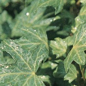 Hedera Helix &