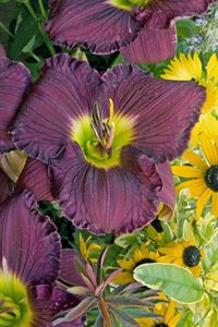 Gallon Pot: Hemerocallis &