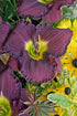 Gallon Pot: Hemerocallis &
