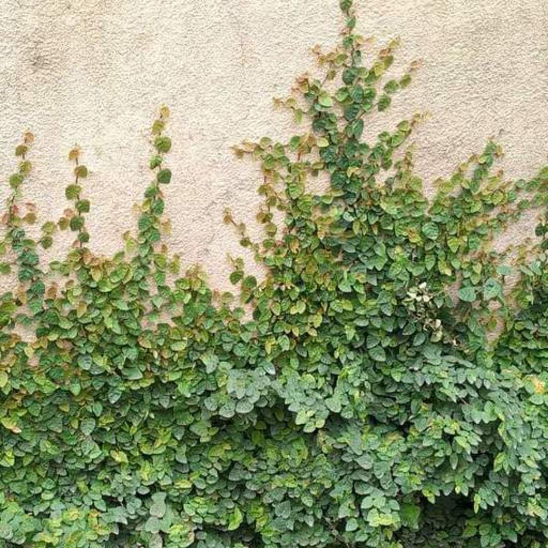 Creeping Fig Ficus pumila plant