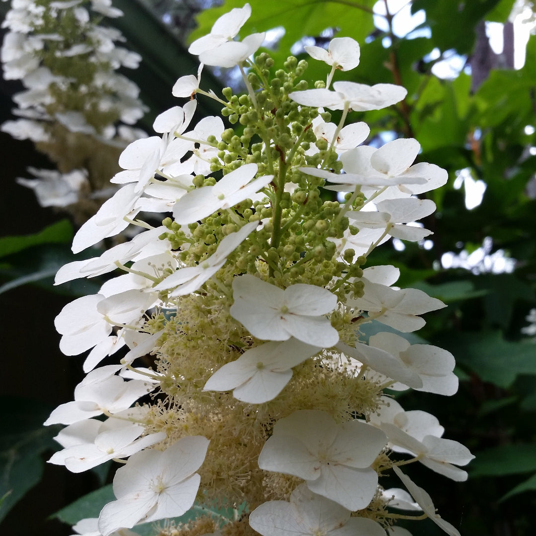 &quot;Snow Flake&quot; Oakleaf Hydrangea-Gorgeous Native Hydrangea, Stunning White Flower Clusters