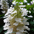 "Snow Flake" Oakleaf Hydrangea-Gorgeous Native Hydrangea, Stunning White Flower Clusters