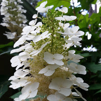 Snowflake Oakleaf Hydrangea shrub with layered white flower clusters