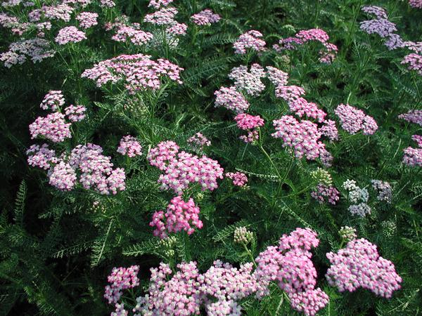 Stunning Achillea Millefolium Oertel'S Rose