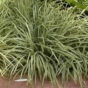 18 Count Flat 4" Pots Ophiopogon Japonicus Silver Mist Variegated Mondo Grass
