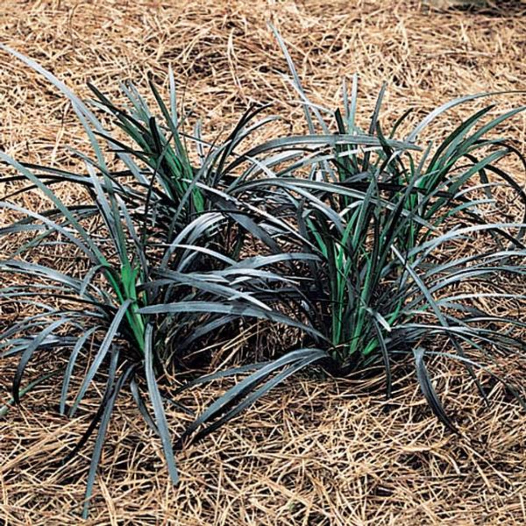 Ophiopogon Planiscapus &