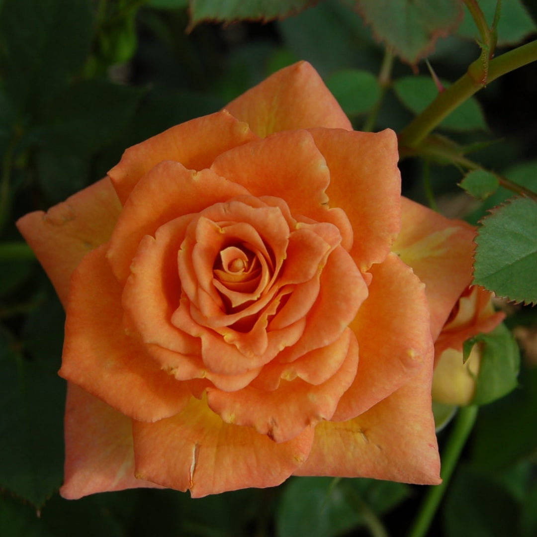 (1 Gallon) Sunrosa Orange Delight- Beautiful, Compact and Bushy Sun Rose. Very Low Maintenance with High Disease Resistance
