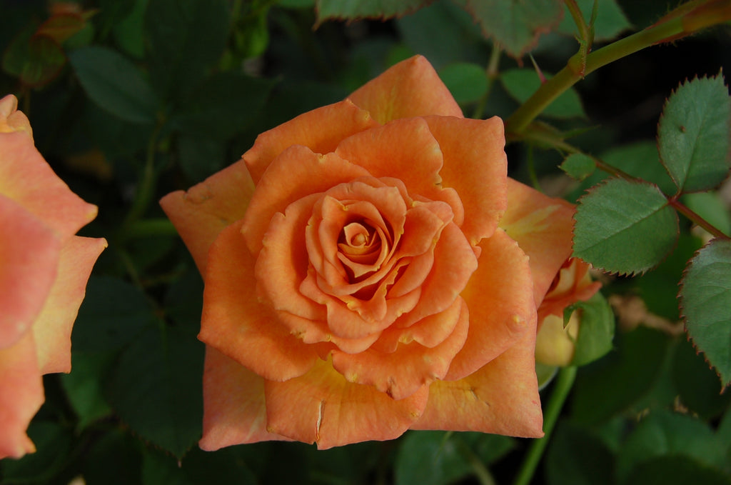 (1 Gallon) Sunrosa Orange Delight- Beautiful, Compact and Bushy Sun Rose. Very Low Maintenance with High Disease Resistance