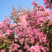 Sioux Crape Myrtle tree in nursery pot with bright pink flowers