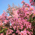 Sioux Crape Myrtle tree in nursery pot with bright pink flowers