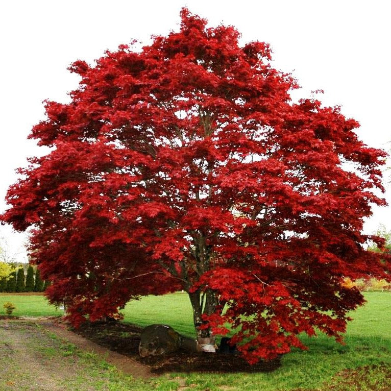 Oshio Beni Japanese Maple