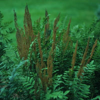 Osmunda regalis Royal Fern plant close-up