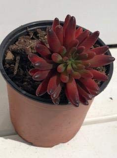 Pachyphytum Compactum Remake: Looks Very Real As The Original