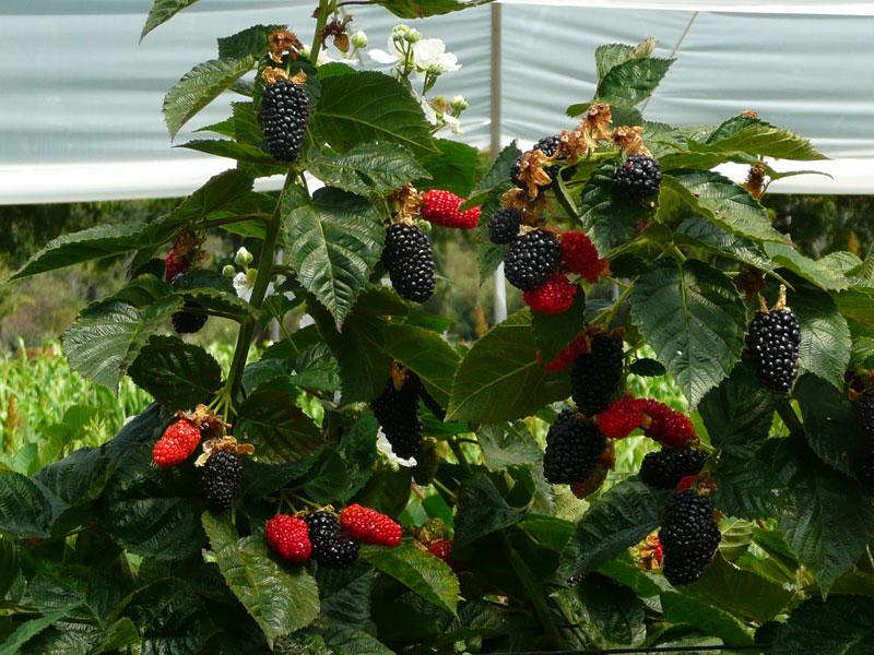 Thornless Blackberry 'Triple Crown' (Rubus fruticosus)