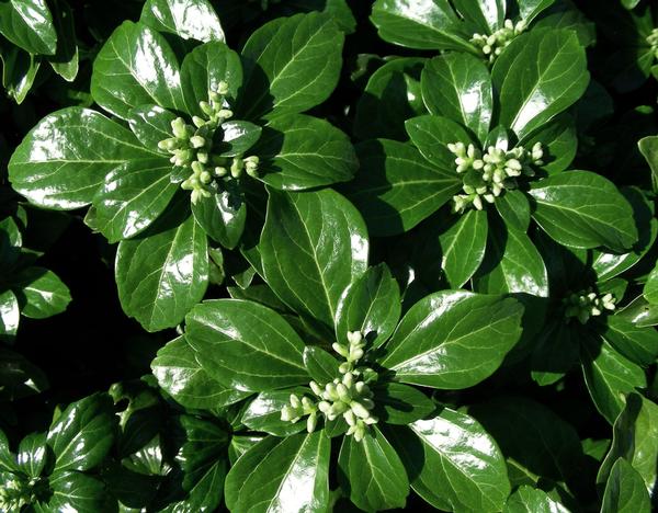 Green Sheen Japanese Spurge, Pachysandra terminalis 'Green Sheen