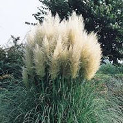 Pampas Grass (White), Graceful White Plumes On Wispy Green Grass. Elegant In Any Landscape.