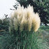 Pampas Grass (White), Graceful White Plumes On Wispy Green Grass. Elegant In Any Landscape.