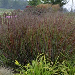 (1 Gallon) Grass: Panicum Virgatum 'Cheyenne Sky' Pp23209 Switch Grass Proven Winners