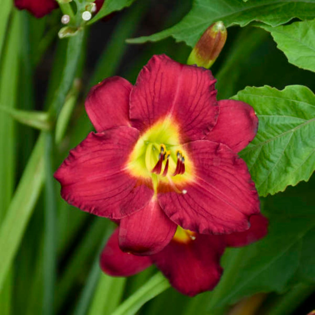 Hemerocallis &