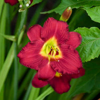 Hemerocallis 'Pardon Me'-Reblooming Daylily