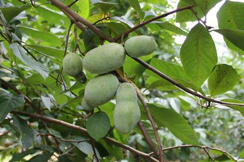 Pawpaw Tree