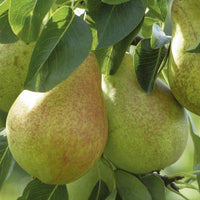 Moonglow pear tree with green fruit growing outdoors