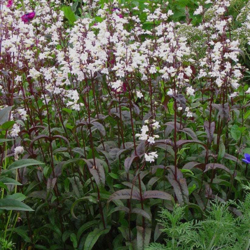Penstemon Digitalis &