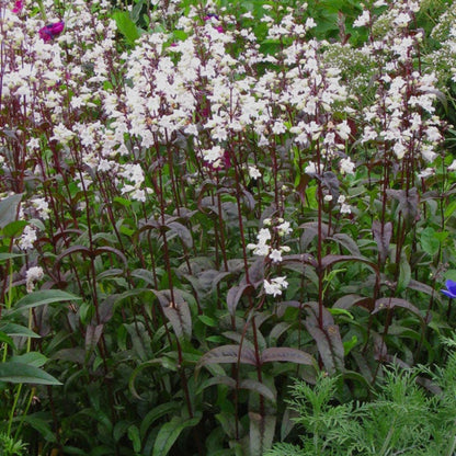 Penstemon Digitalis &