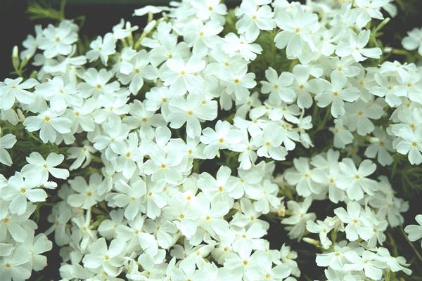 (4.5 Inch Pot/10 Count Flat) Phlox Subulata 'Scarlet Flame' Scarlet Creeping Phlox is Covered with Scarlet Flowers In Spring