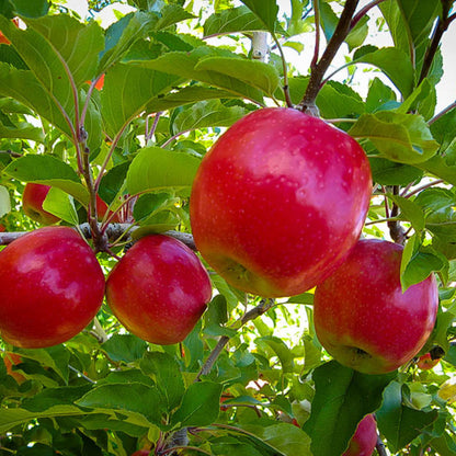 Pink Lady Apple Tree