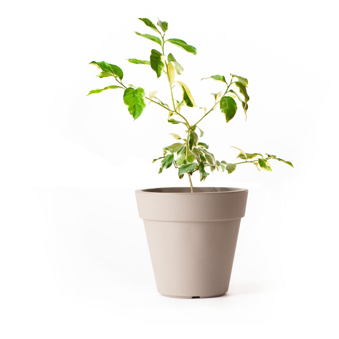 (3 Gallon) Pink Variegated Citrus Eureka Lemon Tree