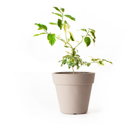 (3 Gallon) Pink Variegated Citrus Eureka Lemon Tree