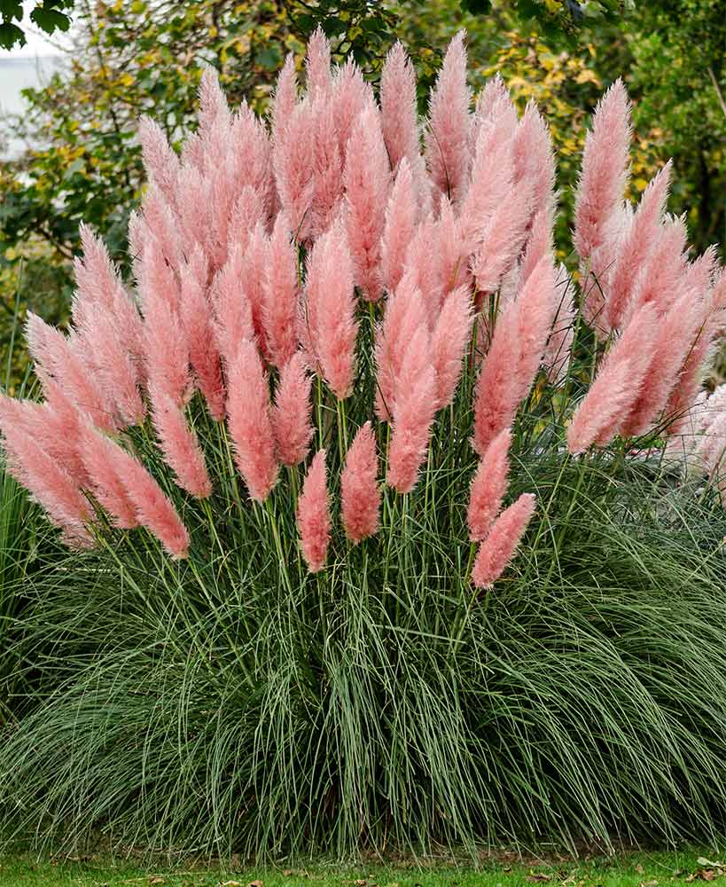 Hot Pink Pampas Grass – The House and Garden Co.