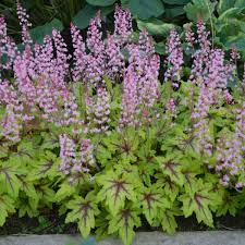 (1 Gallon) Heucherella Fun and Games Eye Spy Ppaf Foamy Bells Proven Winners® - Heucherella Are Traditionally Grown For Their Foliage