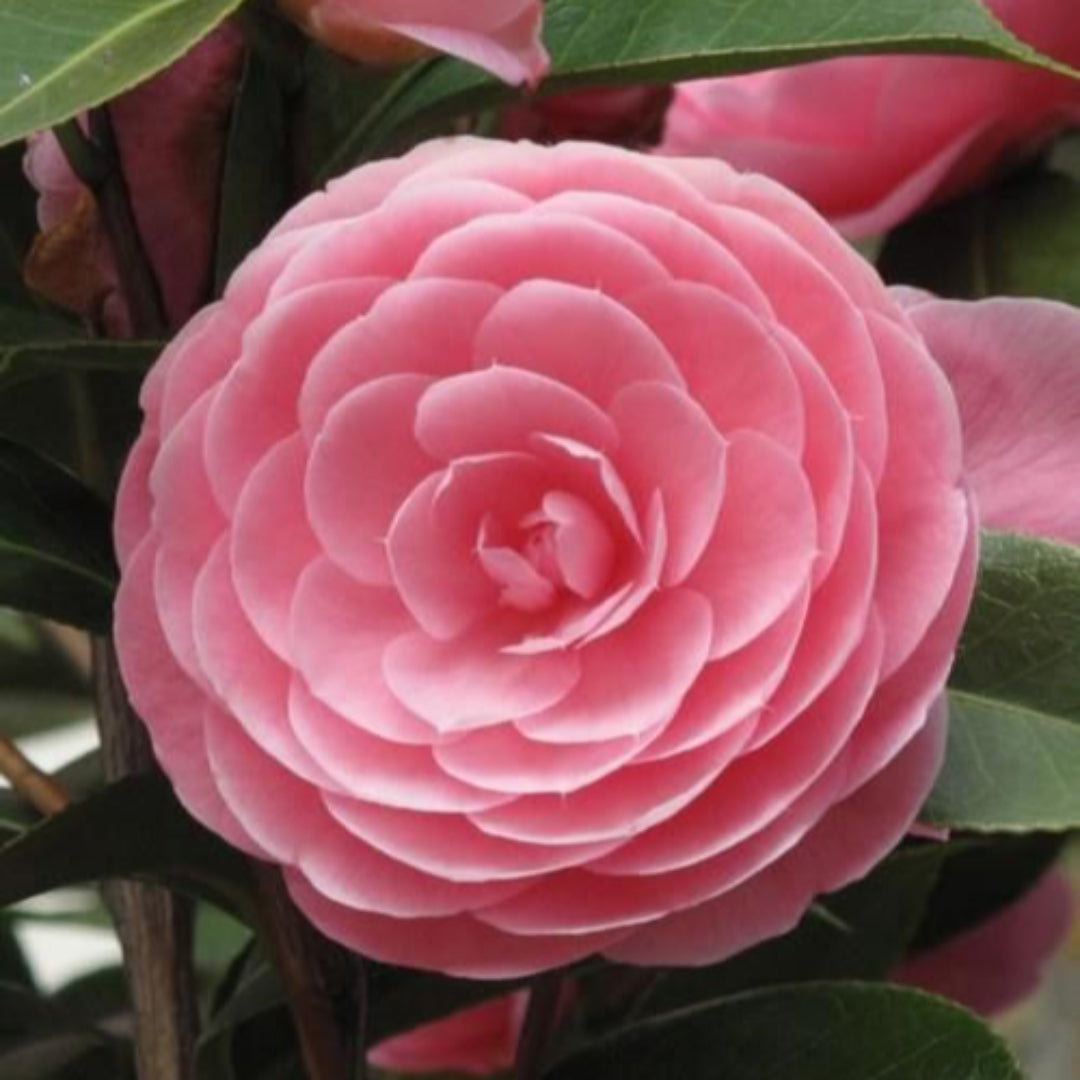 Pink Perfection Camellia-Stunning Double Shell Pink Blooms