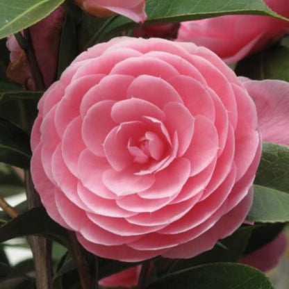 Pink Perfection Camellia-Stunning Double Shell Pink Blooms