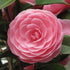Pink Perfection Camellia-Stunning Double Shell Pink Blooms