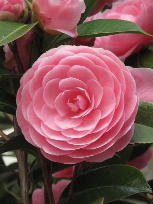 Pink Perfection Camellia-Stunning Double Shell Pink Blooms