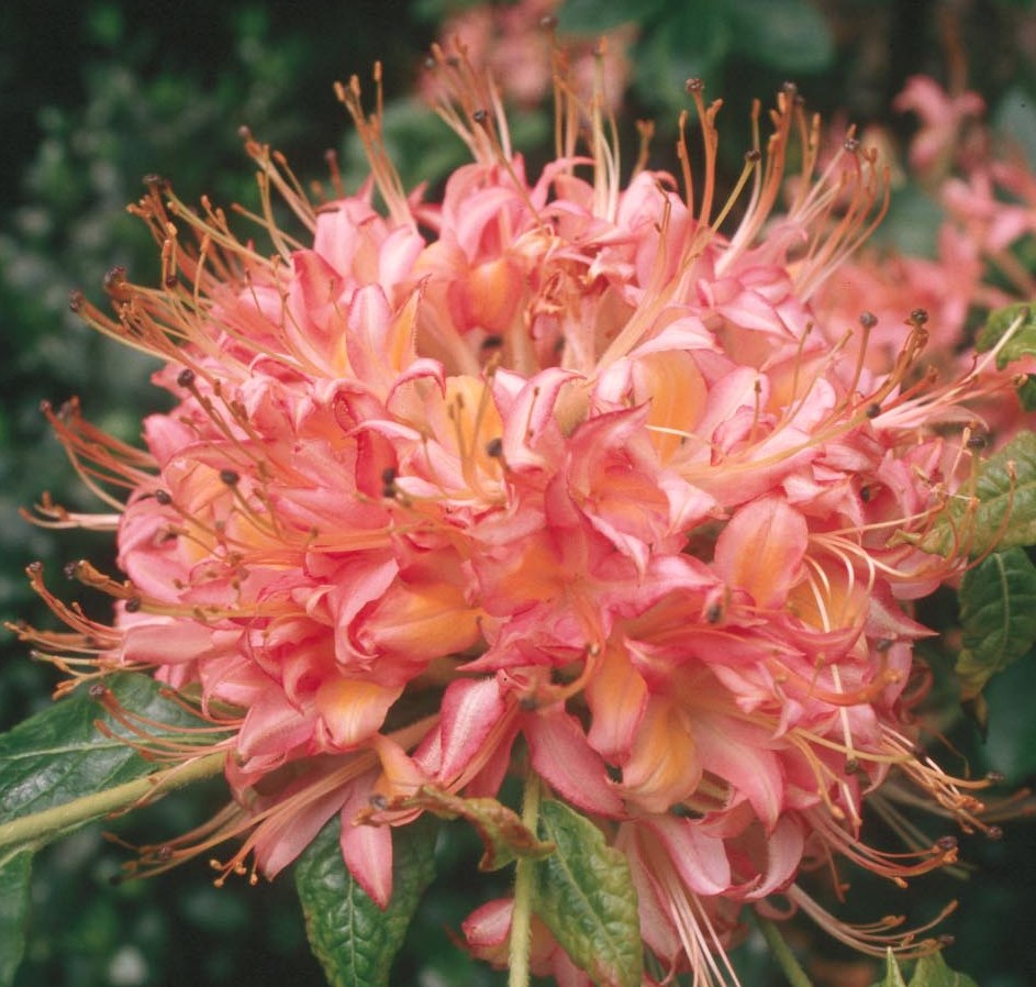 (1 Gallon) Pink By The Creek Rhododendron, Bright Pink Ball Trusses of Flowers Bloom In Late April