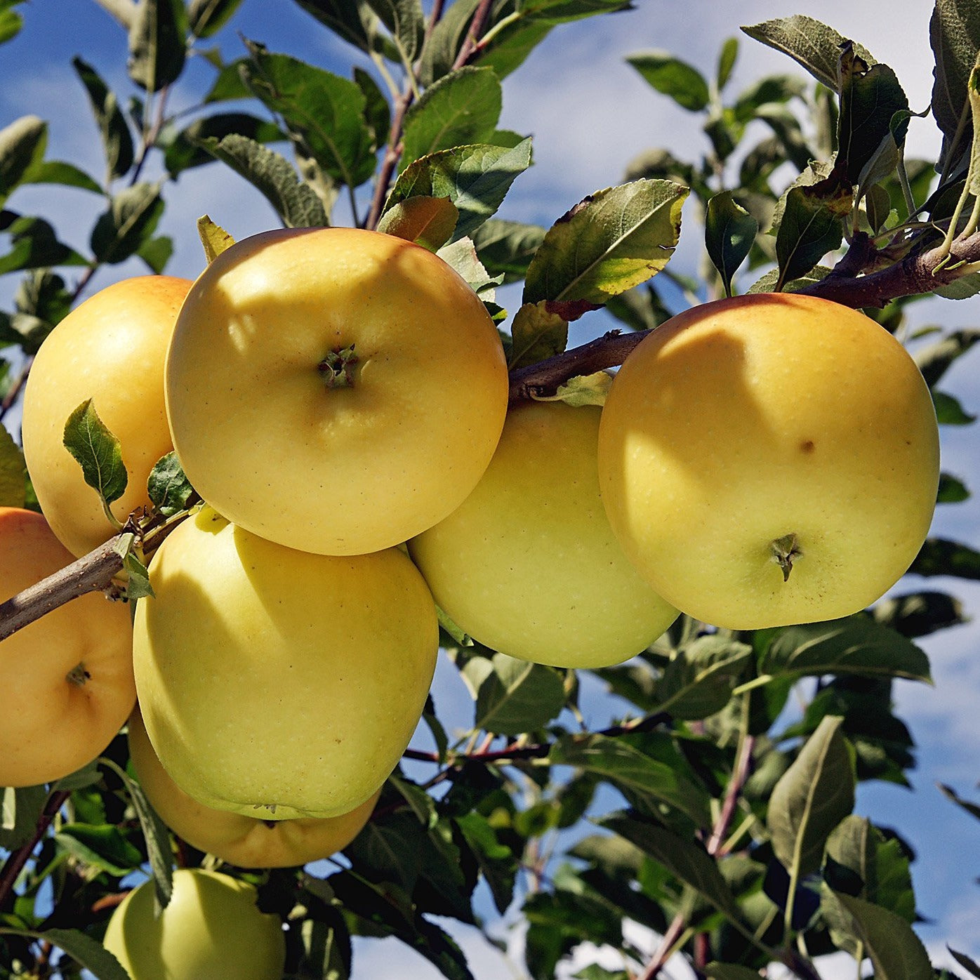 Golden Delicious Apples