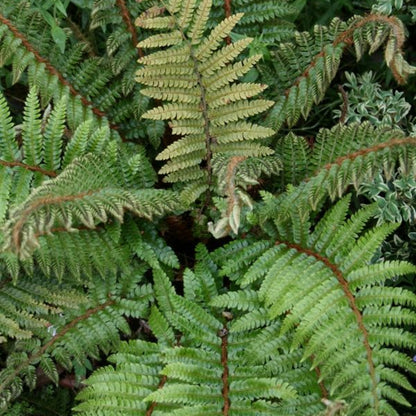 Tassel Fern - Broad, Dark Green Glossy Fronds, Grows In An Outward, Spreading, Vase-Shaped Clump