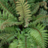 Tassel Fern - Broad, Dark Green Glossy Fronds, Grows In An Outward, Spreading, Vase-Shaped Clump