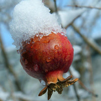 Pomegranate fruit covered in snow on the branch