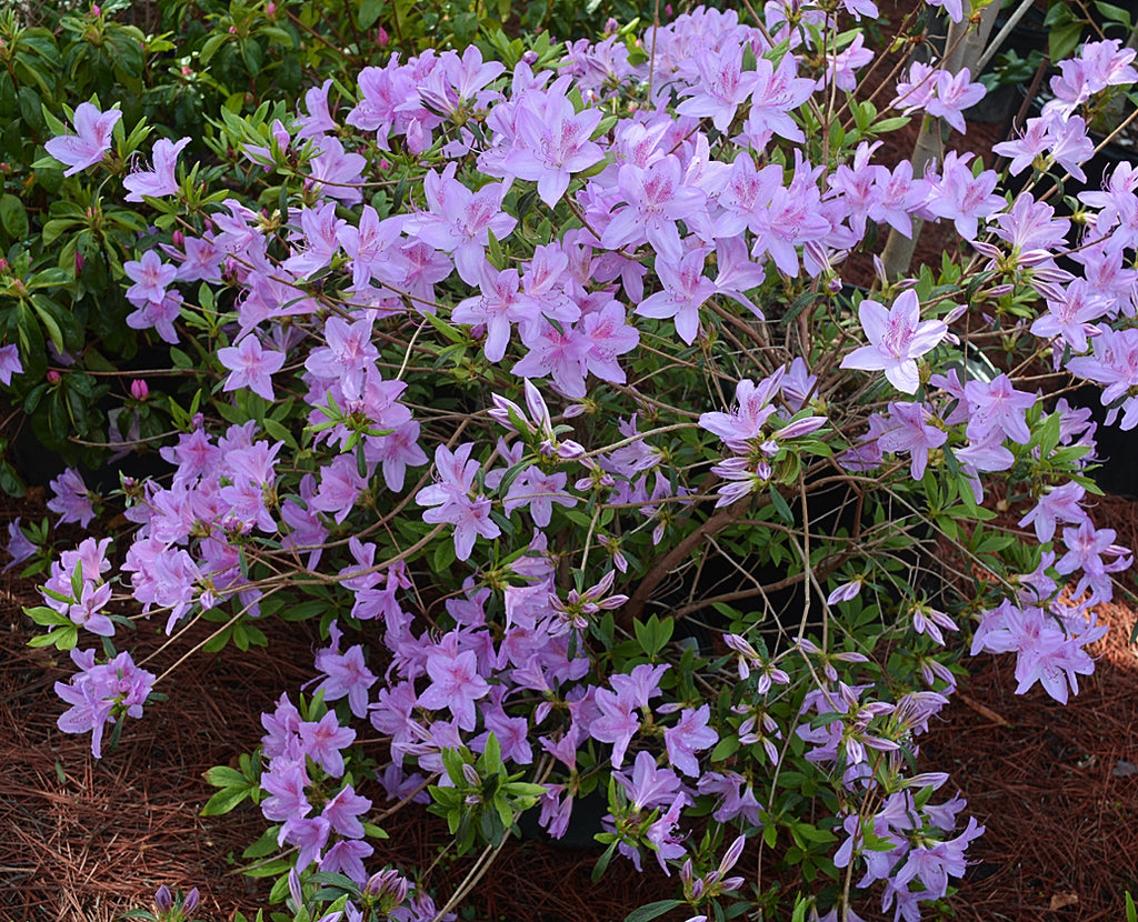 Poukhanense Azalea- a Hardy Semi-Evergreen Shrub Valued For Its Abundance of Charming Lavender-Pink Flowers In Early Spring.