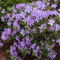 Poukhanense azalea shrub with lavender spring flowers